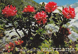 AK 213936 ITALY - Valtellina - Other & Unclassified