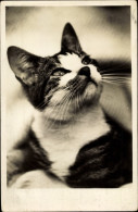 CPA Schwarz-weiße Katze, Tierportrait - Sonstige & Ohne Zuordnung