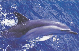 AK 213947 DOLPHIN /  DELFIN - Boottlenose Dolphin - Delphine