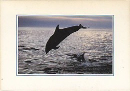 AK 213949 DOLPHIN /  DELFIN - Delfines