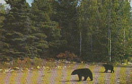 AK 213953 BEAR / BÄR - Black Bear - Bären