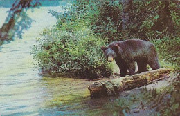 AK 213957 BEAR / BÄR - Black Bear - Bears