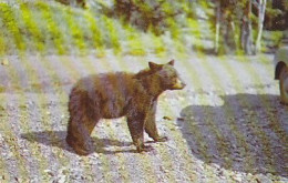 AK 213958 BEAR / BÄR - Black Bear - Bears
