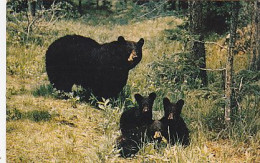 AK 213961 BEAR / BÄR - Black Bear And Cubs - Great Smoky Mountains National Park - Ours