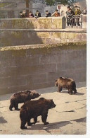 AK 213962 BEAR / BÄR - Bern - Bärengraben - Bears