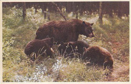 AK 213963 BEAR / BÄR - Black Bear And Cubs - Canadian Rockies - Beren