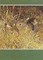 AK 213965 HARE / RABBIT / HASE ... - Other & Unclassified