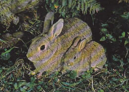 AK 213967 HARE / RABBIT / HASE ... - Other & Unclassified
