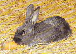 AK 213970 HARE / RABBIT / HASE ... - Sonstige & Ohne Zuordnung