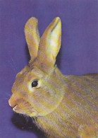 AK 213974 HARE / RABBIT / HASE ... - Other & Unclassified