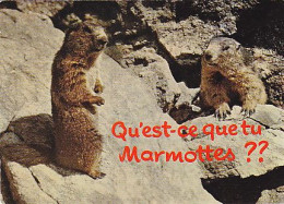 AK 213976 MARMOT / MARMOTTE / MURMELTIER - Autres & Non Classés