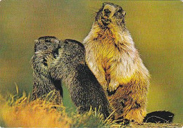 AK 213979 MARMOT / MARMOTTE / MURMELTIER - Andere & Zonder Classificatie