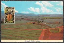 Hawaii, Oahu, Pineapple Fields, Unused - Oahu