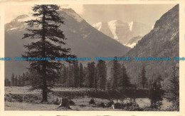 R150608 Old Postcard. Trees And Mountains - World