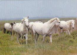 AK 214026 HORSE / PFERD - Paarden
