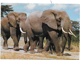 Éléphant  East African Gam - Éléphants