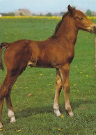 AK 214031 HORSE / PFERD - Holsteiner Fohlen - Paarden