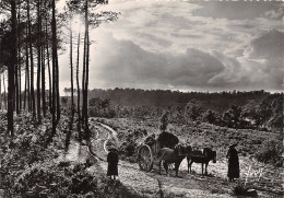 40-SCENE DE GASCOGNE-ATTELAGE DANS LA LANDE-N°408-B/0281 - Autres & Non Classés