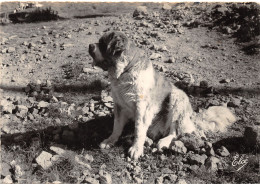 63-SCENE D AUVERGNE-LE CHIEN SAINT BERNARD-N°411-B/0199 - Autres & Non Classés