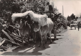 64-SCENE BASQUE-ATTELAGE-N°411-C/0297 - Altri & Non Classificati