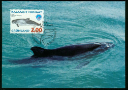 Mk Greenland Maximum Card 1998 MiNr 316 Y | International Year Of The Ocean. Whales. Common Porpoise #max-0108 - Maximumkaarten