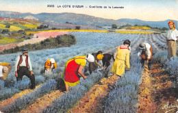 06-SCENE DE LA COTE D AZUR-CUEILLETTE DE LA LAVANDE-N°416-D/0305 - Otros & Sin Clasificación