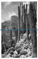 R150352 Jardin Exotique De Monaco. Echinocactus Grusonii. La Cigogne - World