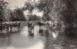 52-DAILLANCOURT-RENTREE DU TROUPEAU-N°420-F/0221 - Autres & Non Classés