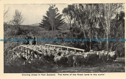 R151378 Droving Sheep In New Zealand. The Home Of The Finest Lamb In The World - World