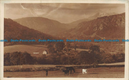 R150761 Old Postcard. A Man And Cattle - World