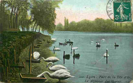 69 - Lyon - Parc De La Tete D'Or - Le Déjeuner Des Cygnes - Colorisée - CPA - Voir Scans Recto-Verso - Autres & Non Classés