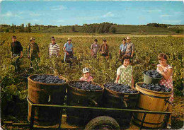 Vignes - Vendanges - Raisins - Vin - CPM - Voir Scans Recto-Verso - Vignes