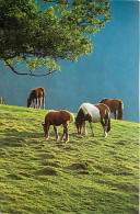 Format Spécial - 160 X 103 Mms - Animaux - Chevaux - Au Paturage - Etat Carte Mal Découpée - Frais Spécifique En Raison  - Paarden