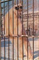 Animaux - Ours - Ours Blanc - Bear - CPM - Voir Scans Recto-Verso - Bären