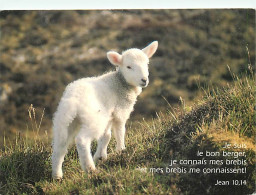 Animaux - Moutons - Agneaux - CPM - Voir Scans Recto-Verso - Autres & Non Classés