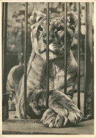 Animaux - Fauves - Lion - CPSM Grand Format - Voir Scans Recto-Verso - Leones