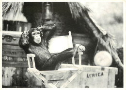 Animaux - Singes - Chimpanzé - Collection Humour à La Carte - Quand Tarzan N'est Pas La - Carte Neuve - CPM - Voir Scans - Affen