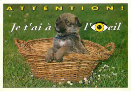 Animaux - Chiens - Race à Définir - Chiots - Carte Humoristique - CPM - Voir Scans Recto-Verso - Chiens