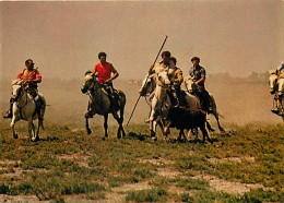 Animaux - Chevaux - CPM - Voir Scans Recto-Verso - Caballos