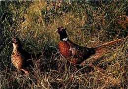 Animaux - Oiseaux - Faisans - En Sologne - CPM - Voir Scans Recto-Verso - Vogels