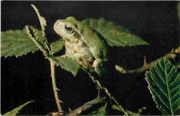 Animaux - Grenouilles - Rainette Verte - CPM - Voir Scans Recto-Verso - Autres & Non Classés