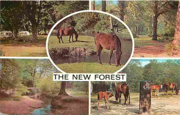 Animaux - Chevaux - Royaume-Uni - New Forest - Multivues - Voir Scans Recto Verso  - Caballos