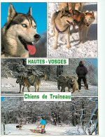 Chiens - CPM - Voir Scans Recto-Verso - Hunde