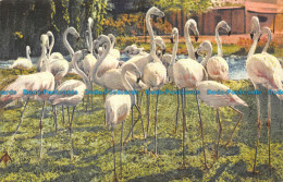 R150922 Flamingos. Stehli - World