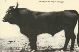 13 CAMARGUE  LE SANGLIER       REIMPRESSION CPA - Other & Unclassified