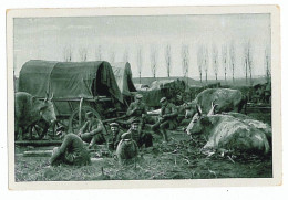 RO 10 - 5641 BRAILA, Wagons With Oxen And Soldiers At Rest, Romania - Old Small Card - Unused - 1916 - Rumania