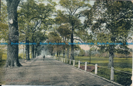 R151636 The Avenue. Tooting Common. Valentine. 1906 - World