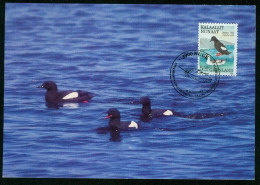 Mk Greenland Maximum Card 1989 MiNr 193 | Birds, Black Guillemots #max-0111 - Maximumkarten (MC)