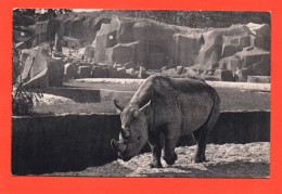 Le RHINOCEROS D'Afrique   Parc Zoologique Vincennes    (2 Scans ) 21740 Infime Pelure Sur Le Verso De La Carte - Rhinozeros