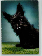12093121 - Hunde  Scottish Terrier Ca 1965 - Hunde
